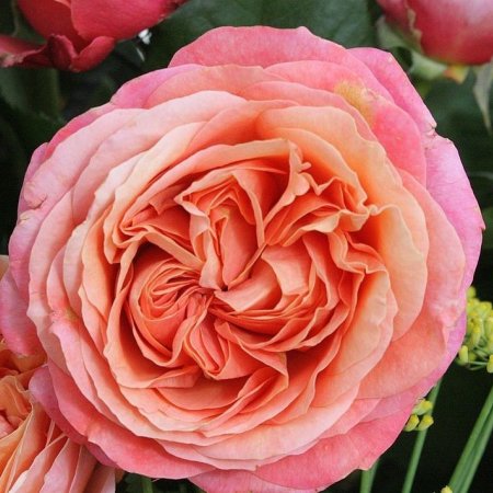 Роза божуреста розово-оранжева - на гол корен