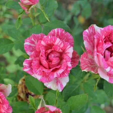 Роза рисувана розова - на гол корен