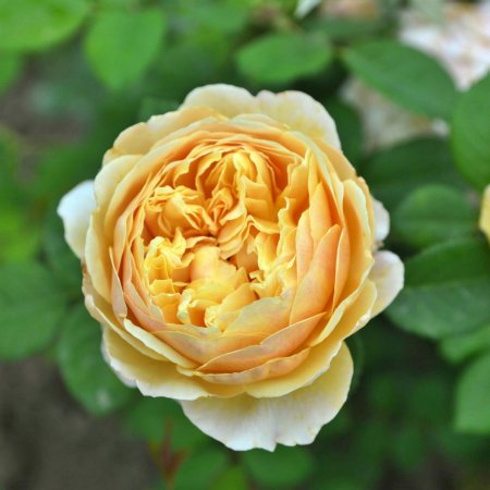 Роза божуреста лимонено жълта, едър цвят - на гол корен
