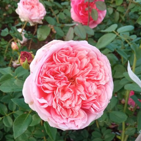 Роза божуреста, постоянноцъфтяща, кайсиево розово - на гол к..