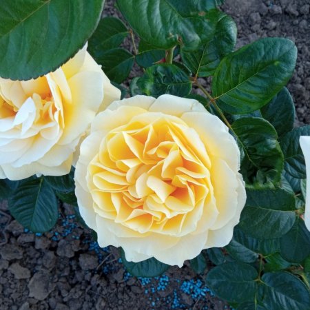 Роза жълта - на гол корен