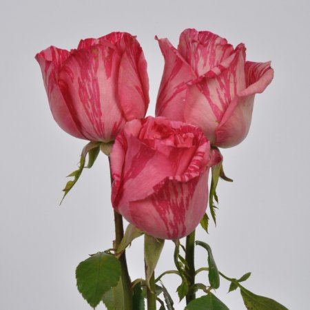 Роза рисувана розова - на гол корен