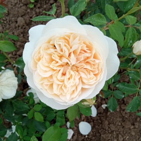 Роза елегантно кремава - на гол корен