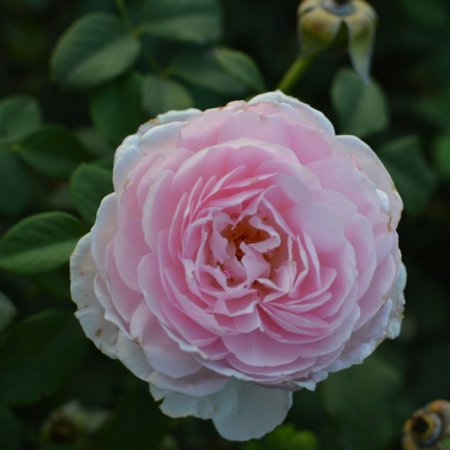 Роза божуреста преливащо розово и лилаво - на гол корен